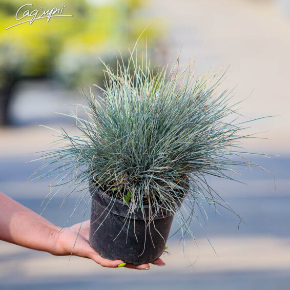 Костриця сиза 'Elijah Blue' - 3