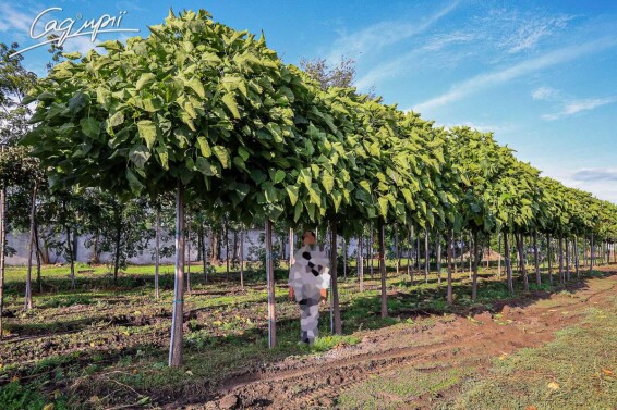 Катальпа бигнониевидная 'Nana' #2, С110 16--18 225-250 St. 200-225 - 7