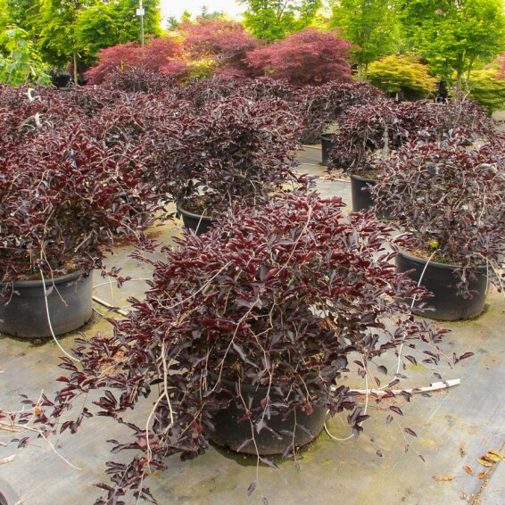 Бук лісовий 'Purpurea Pendula' - 9 Бук лісовий 'Purpurea Pendula' - 9