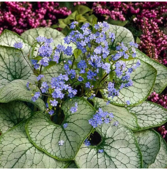 Бруннера крупнолистная 'Silver Heart'® PBR