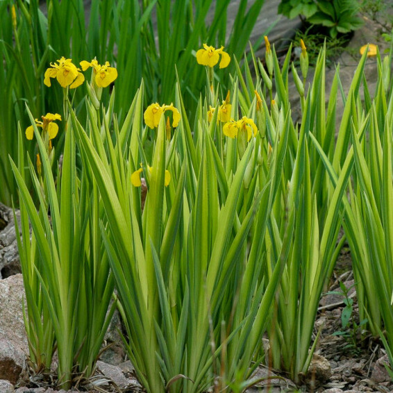 Ирис болотный 'Variegata', C3 - - 4