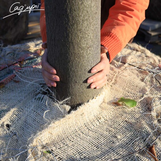 Липа сердцелистная 'Greenspire' - 6 Липа сердцелистная 'Greenspire' - 6