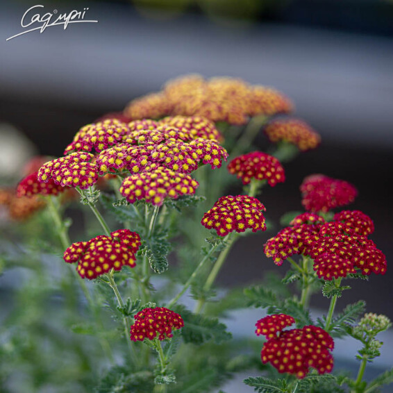 Тысячелистник гибридный 'Tutti-Frutti Pomegranate', p9 - - 7 Тысячелистник гибридный 'Tutti-Frutti Pomegranate', p9 - - 7