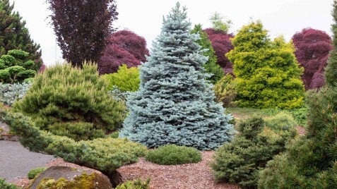 Блакитна ялина – красуня до Нового року