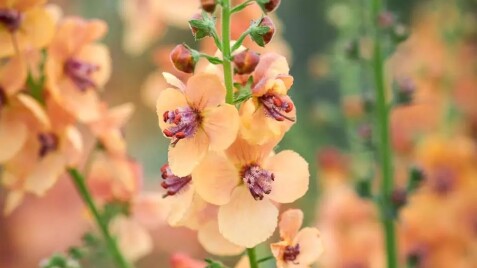 Коровяк 'Royal Highland' - интересная новинка для природных садов