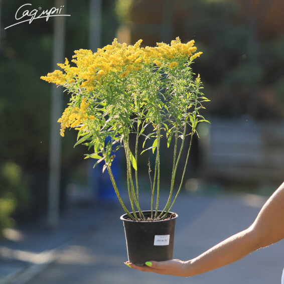 Золотушник звичайний 'Goldzwerg' - 6