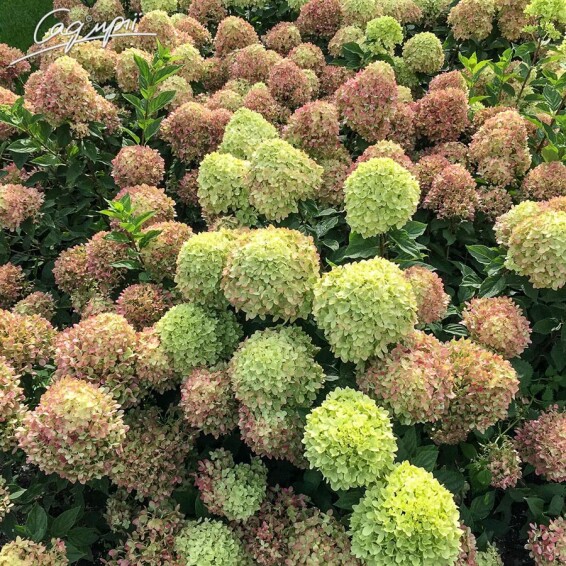 Гортензия метельчатая 'Little Lime' - 4