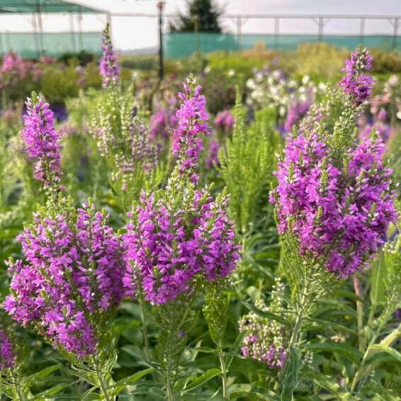 Вероніка колосиста 'Purple Explosion' ® PBR - 2