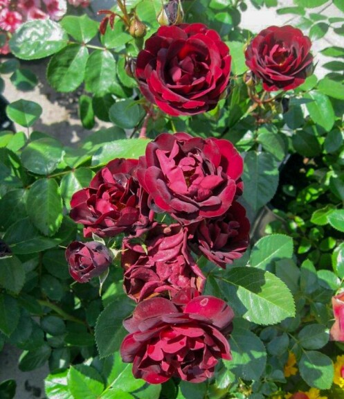 Роза чайно-гибридная 'Malicorne' - 3