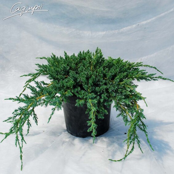 Ялівець лускатий 'Blue Carpet' - 3