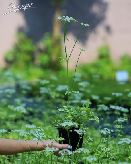 Яглиця звичайна 'Variegata', C2 - - 5 Яглиця звичайна 'Variegata', C2 - - 5