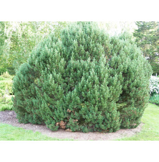 Сосна гірська 'Mops'