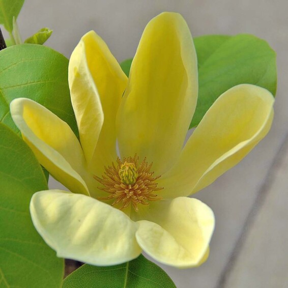 Магнолія бруклинська 'Yellow Bird' - 1