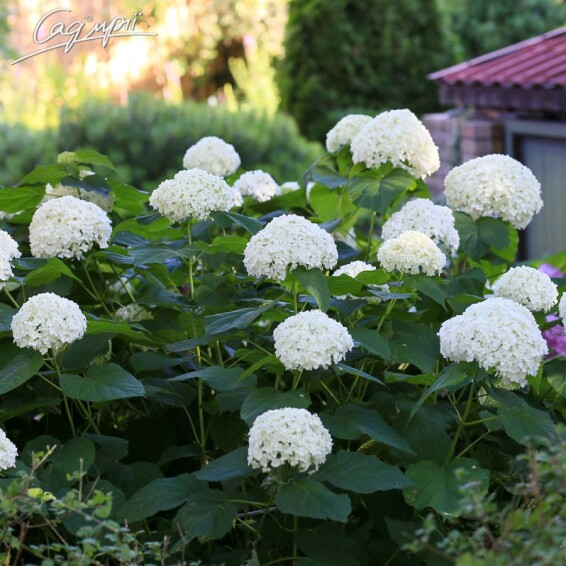 Гортензия древовидная 'Annabelle' - 1