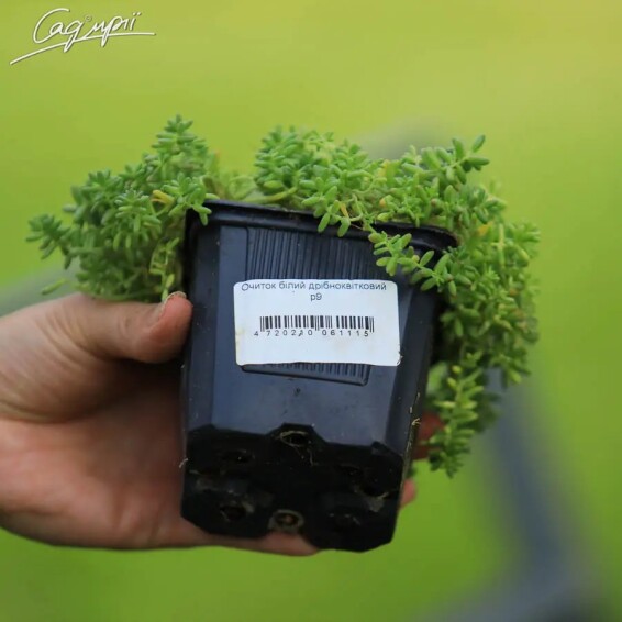 Очиток білий дрібноквітковий #1, p9 - - 1