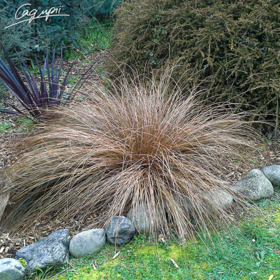 Осока власовидная 'Bronze Form' - 5 Осока власовидная 'Bronze Form' - 5