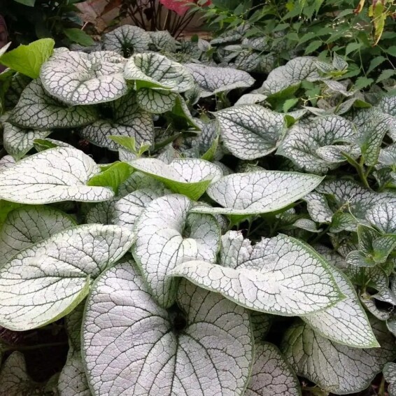 Брунера великолиста 'Silver Heart'® PBR - 3