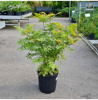 Горобиник горобинолистий 'Pink Hopi'®