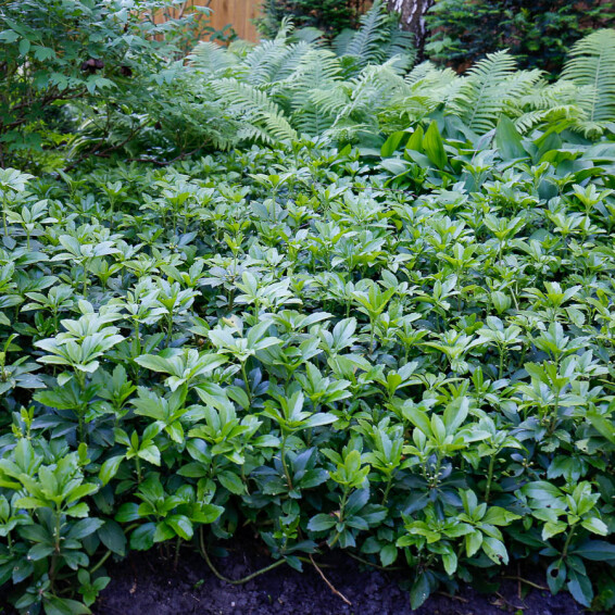 Пахізандра верхівкова - 4 Пахізандра верхівкова - 4