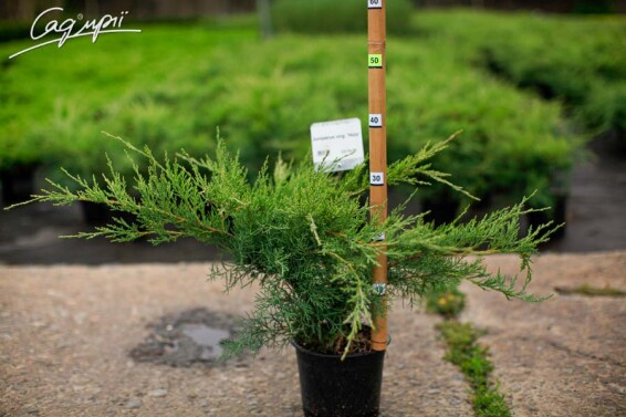 Можжевельник виргинский 'Hetz' #7, WRB - - 2