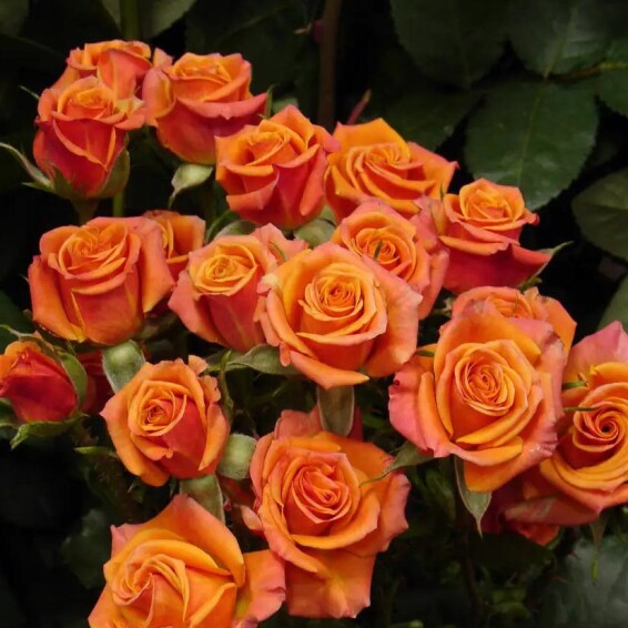 Троянда бордюрна 'Alegria' - 1