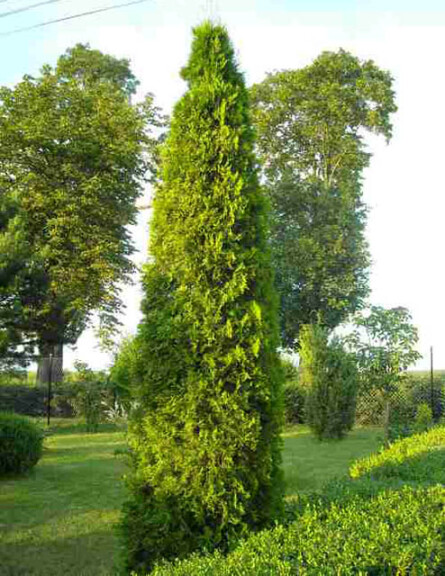 Туя західна 'Smaragd Variegata' - 1
