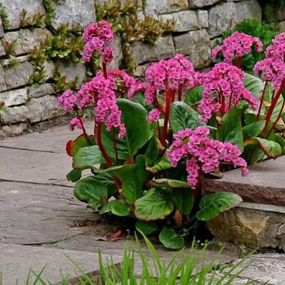 Бадан серцелистий 'Winterglut' - 1