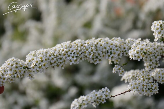 Спірея попеляста 'Grefsheim' - 4
