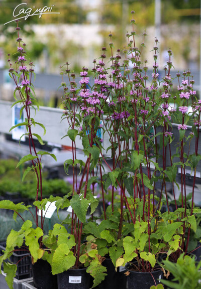 Залізняк бульбистий 'Bronze Flamingo' - 5