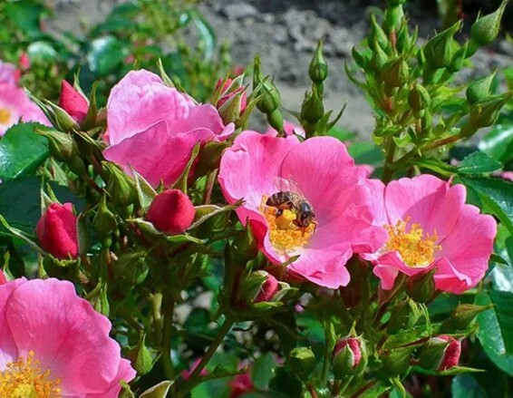 Троянда бордюрна 'Mel Bee'® - 5