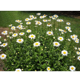 Королиця 'Becky'