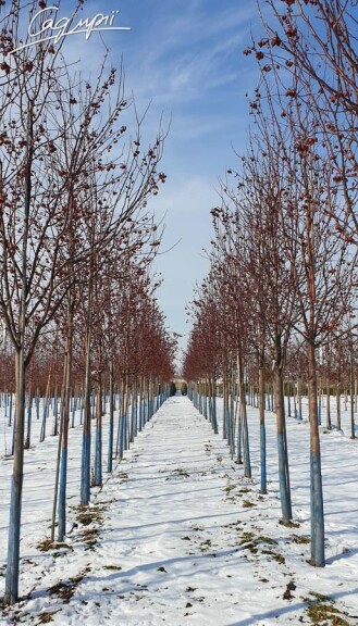 Яблоня 'Mokum' - 11