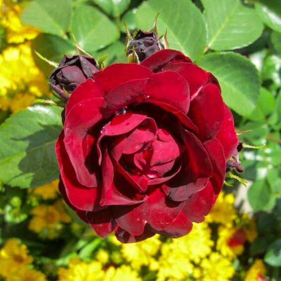 Роза чайно-гибридная 'Malicorne' - 6