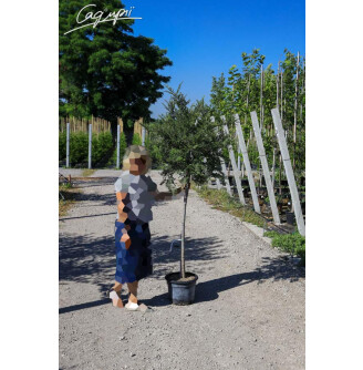 Вяз мелколистный 'Geisha'