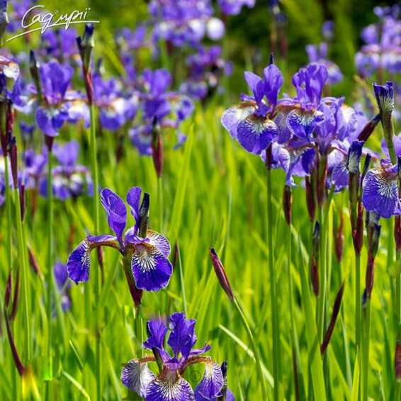 Ирис сибирский 'Blue King' - 1