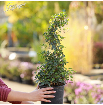 Плющ звичайний 'Ivalace'