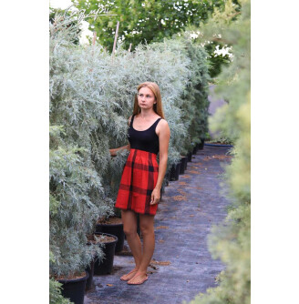 Ялівець скельний 'Pathfinder'