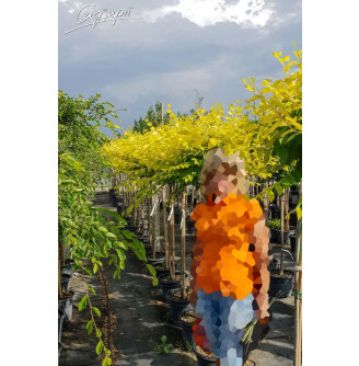 В'яз приземкуватий 'Aurea'