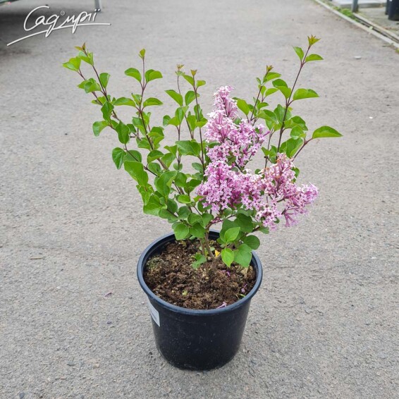 Бузок Мейера 'Palibin' - 3