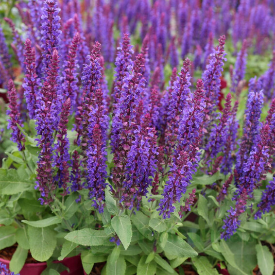 Шалфей дубравный 'Rianne® PBR' - 2