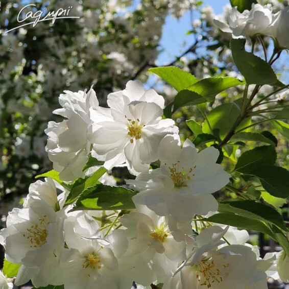 Яблуня 'Madonna' - 1