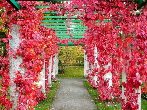 Виноград дівочий 'Engelmannii' - 1