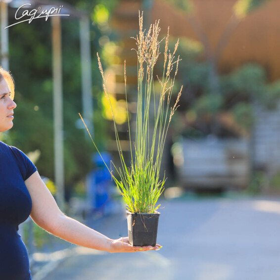 Молінія блактина 'Moorflamme' - 5