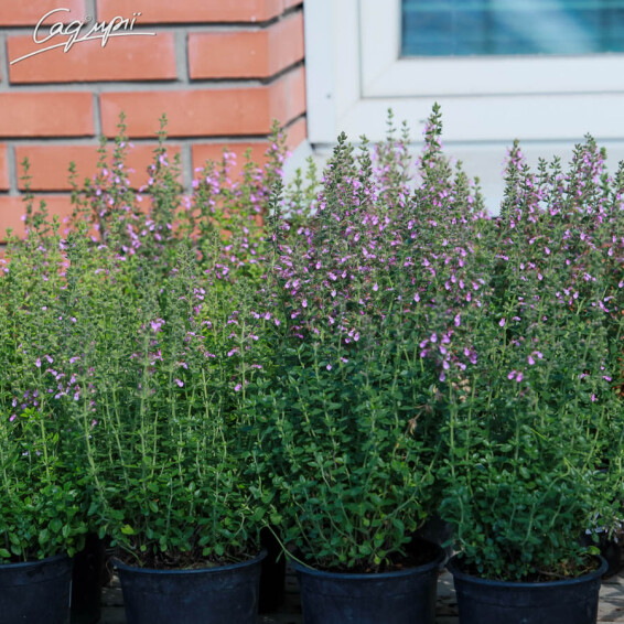 Дубровник світлий, p9 - - 6