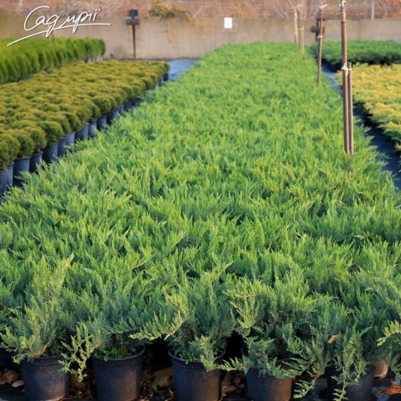 Ялівець козацький 'Tamariscifolia' #2, C3 40-60 - 11