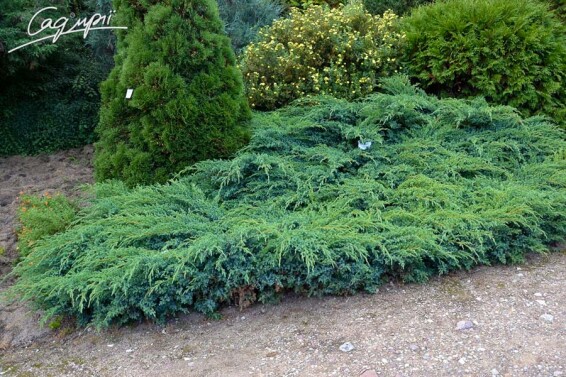 Ялівець лускатий 'Blue Carpet' - 4