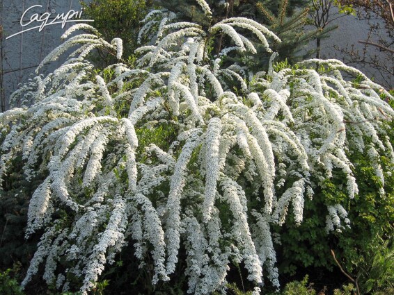 Спірея попеляста 'Grefsheim' - 2