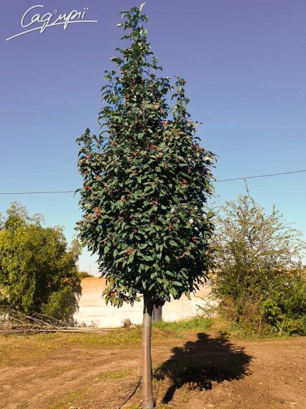 Горобина тюрингська 'Fastigiata' - 3 Горобина тюрингська 'Fastigiata' - 3