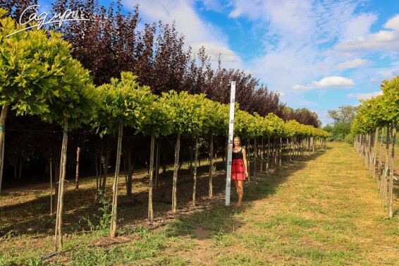 Платан восточный 'Alpen's Globe' #1, C50 10--12 200-225 St. 160-180 - 3