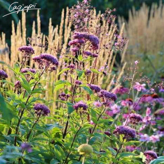 Сідач плямистий 'Red Dwarf'® #1, C3 - - 3